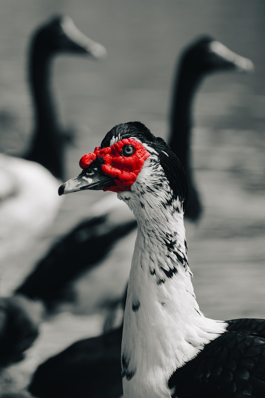 duck, bird, feathers, avian, nature, animal, black and white