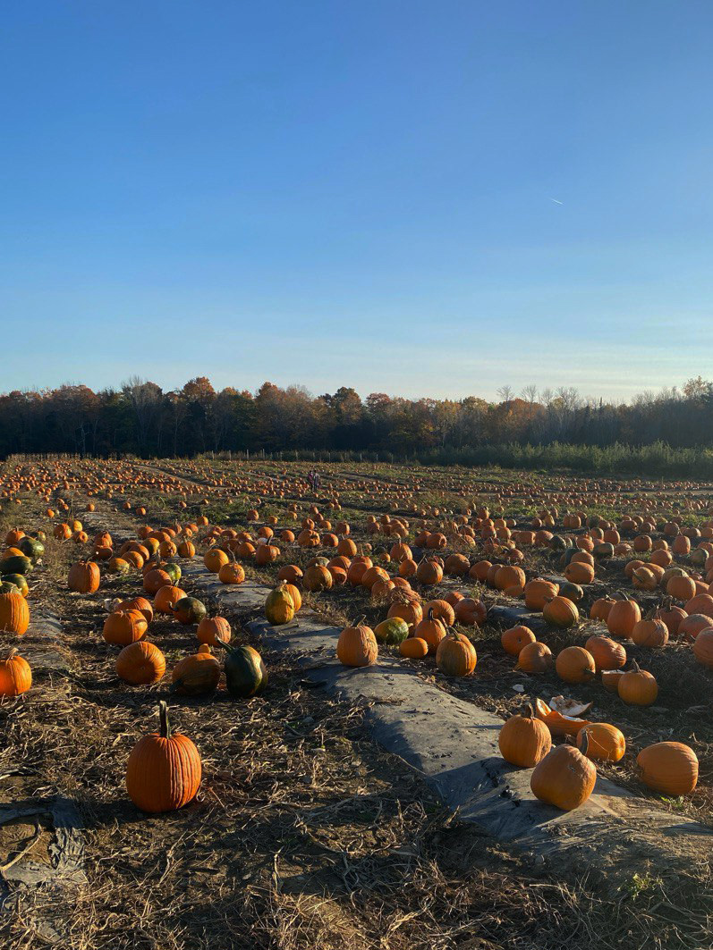 Fall festivity