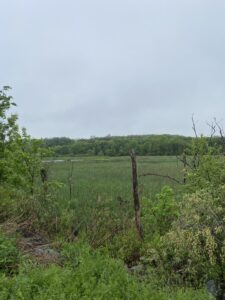 some creepy old fence that will make main character suspicious. 