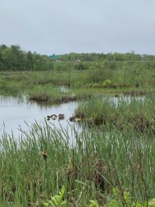 end of the trail/story where the character reaches and realizes everything will be alright, ducks will symbolize something. 