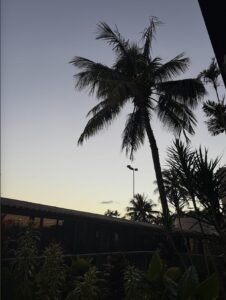 HawaiiAirportPalmtree