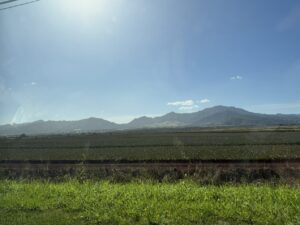 Doleplantationpineapplefields