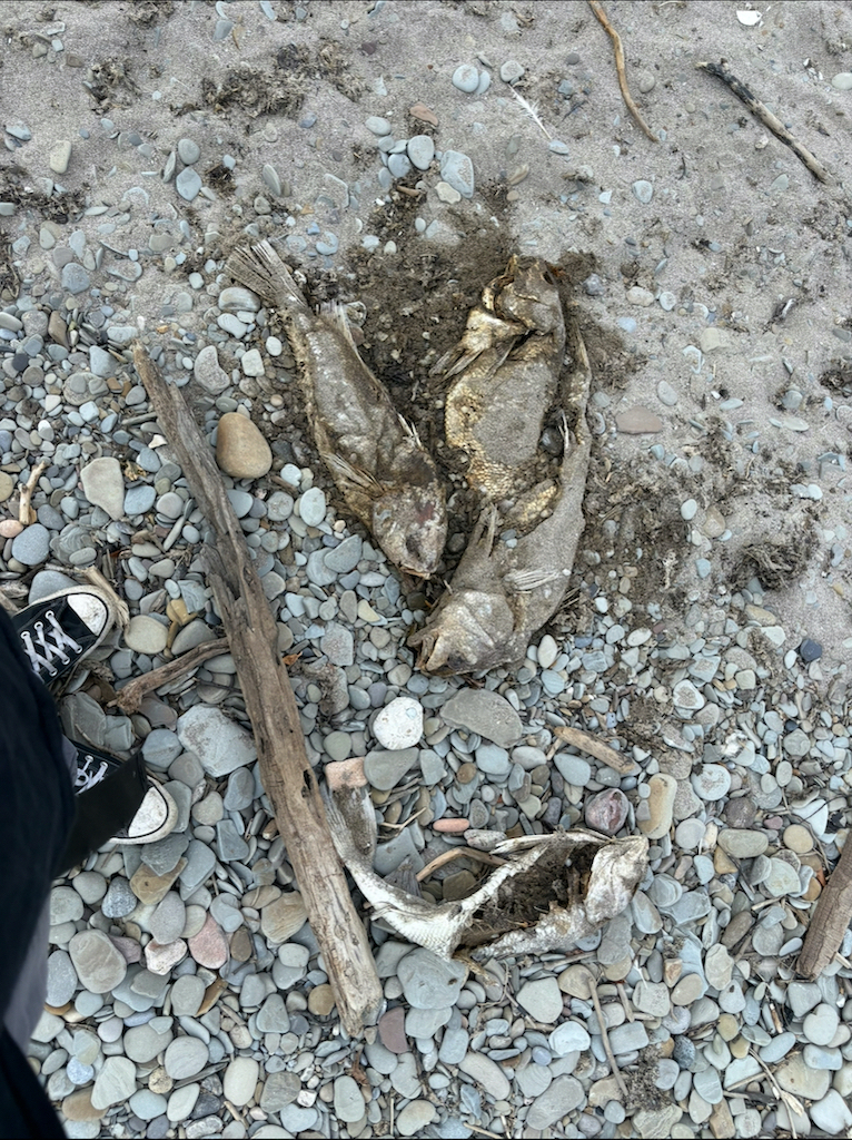 I went to visit my girlfriend's grandparents, who live just off of Lake Erie. This summer was particularly hot and this fact led to a breeding ground of microbes on top of the lake. These microbes killed off a good portion of Sheephead fish in the water, which is both quite interesting to learn about and a bummer to see.