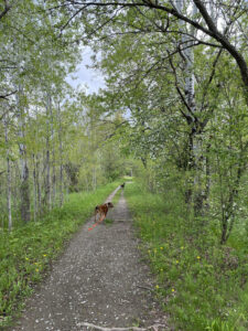 photo of the tightening trail losing light as they go down 