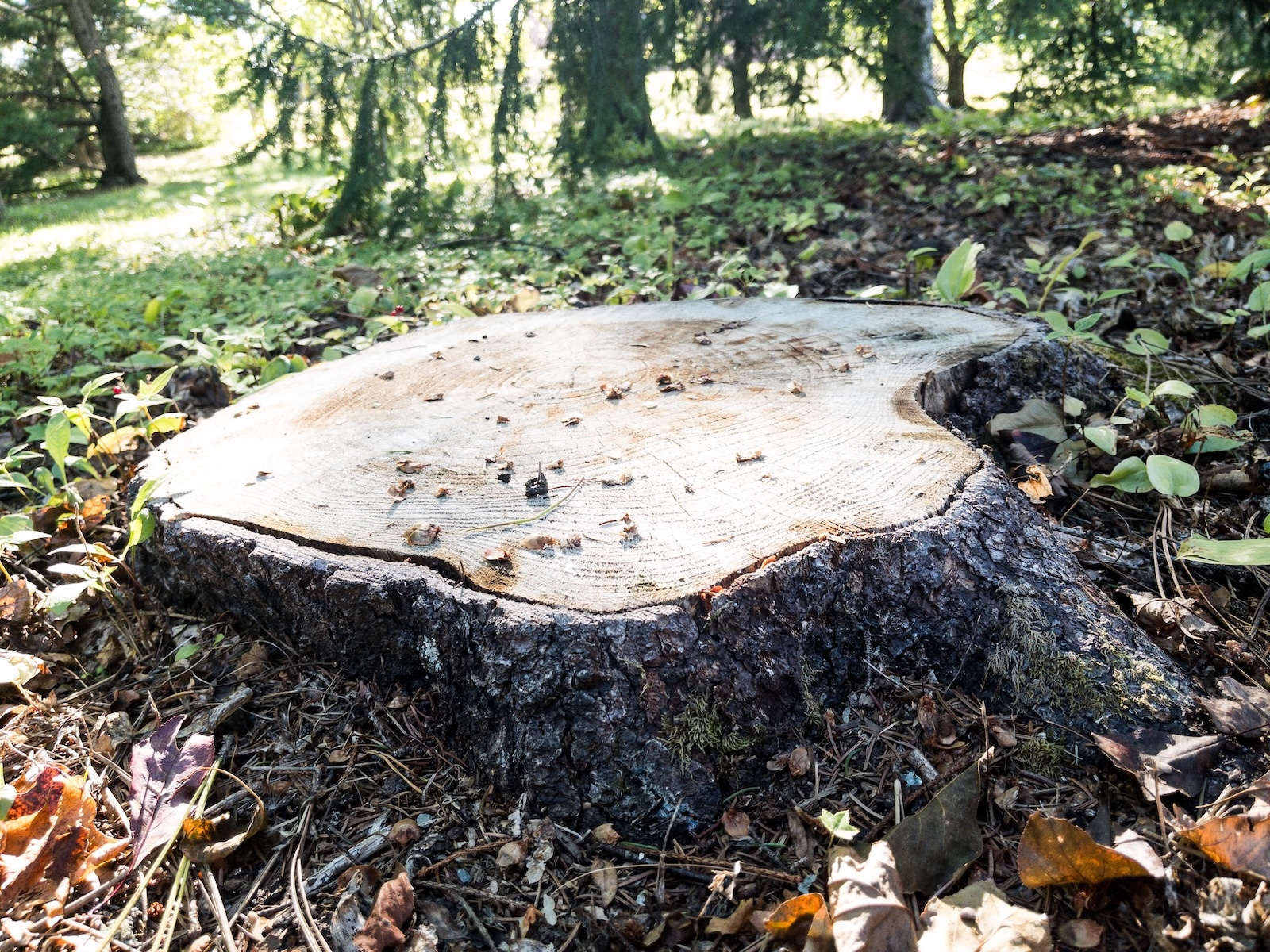 Stump