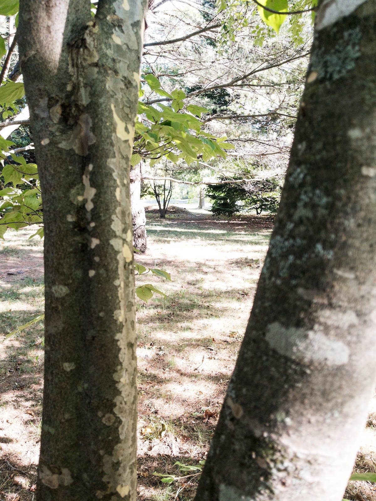 Tree Branch