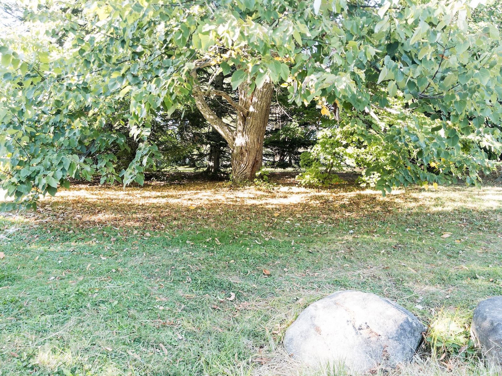 Shady tree