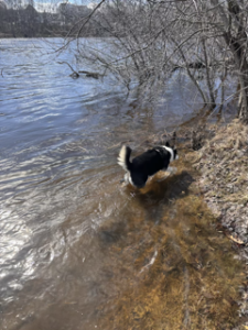 Addy in the Stillwater