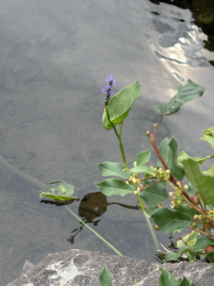 Lily pad in Stillwater