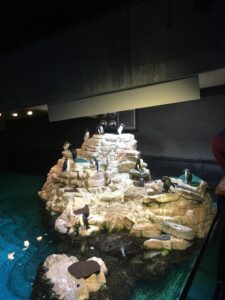 A colony of African penguins gathered on one of the rocky islands in the water surrounding the Giant Ocean Tank. The ones on the top of the island appear to be on lookout duty.