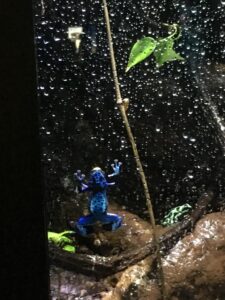 A vivid blue poison dart frog, trying its best to climb up the glass wall of its enclosure.