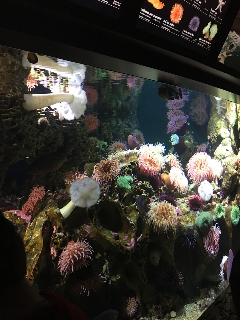 Sea anemones in an aquarium tank