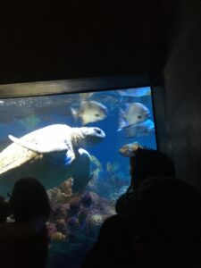 A sea turtle swimming in the Giant Ocean Tank at the center of the aquarium's complex, a few visitors watching it in awe.
