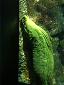 A green moray eel, pressing itself against a rock wall with mouth agape, presumably waiting for its next catch.