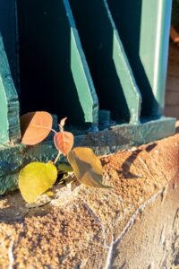 A variegated weed growing at the joint between a metal support beam and the masonry at its base.