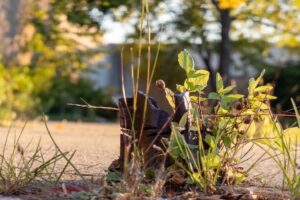 A group of plants growing around the broken, rusted base of a metal object.