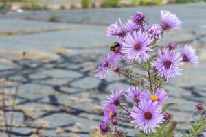 A bee on a cluster of flowers in a dilapidated parking lot