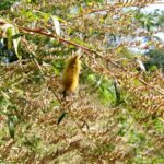Caterpillar blending into the tree branches