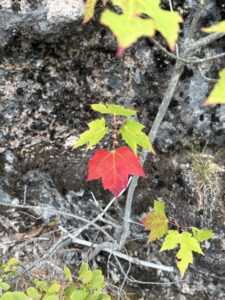 Acadia National Park Leaf