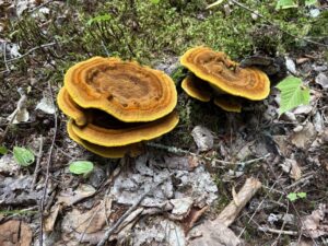 Acadia National Park Mushrooms