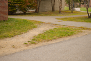 Photograph of a desire path