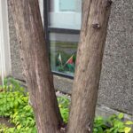 flags through a window through trees