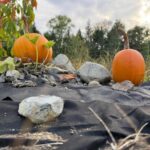 two growing pumpkins on a vine sitting on a tarp