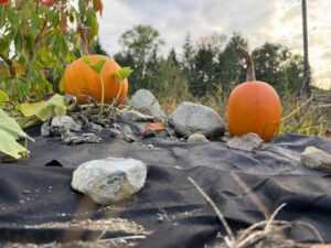 two growing pumpkins on a vine sitting on a tarp