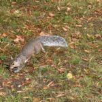 squirell in grass