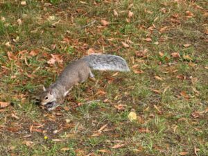 squirell in grass