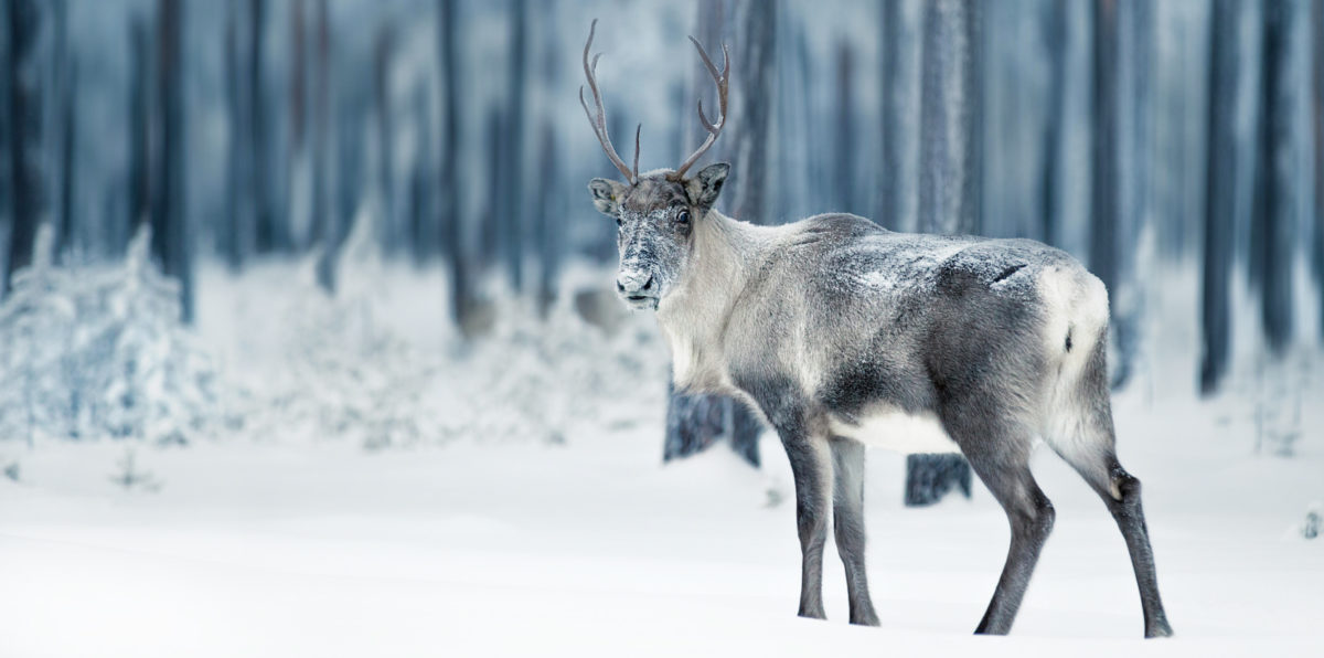 deer